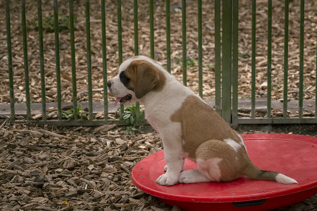 Petit chiot assis sur un disque rouge près d’une clôture, en extérieur.