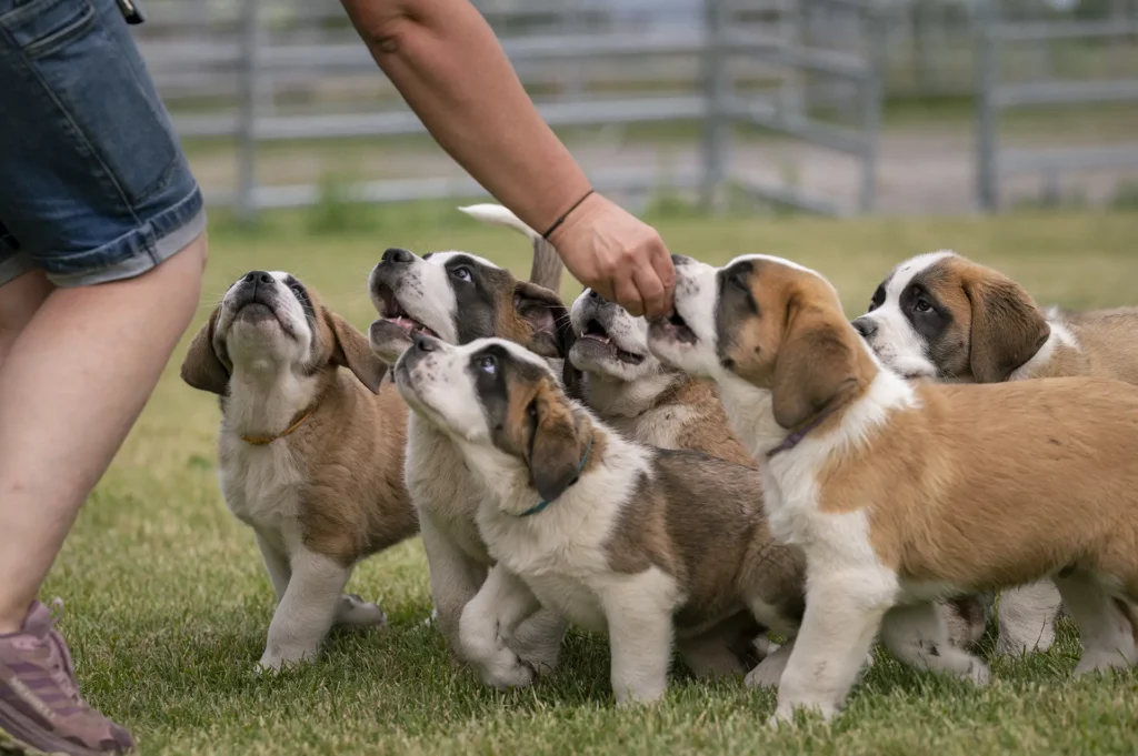 Groupe de chiots bassets attirés par une friandise tenue par une personne, sur une pelouse.
